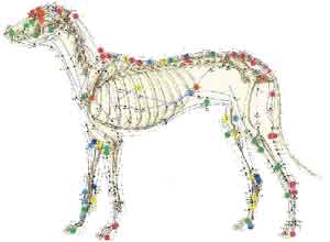 Acupuntura Veterinária em Jaboatão dos Guararapes