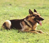 Adestramento de cães em Jaboatão dos Guararapes