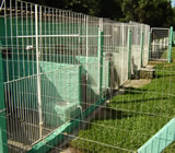 Canis em Jaboatão dos Guararapes